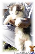 wolf dog puppy posted by Wolf Husky Pups